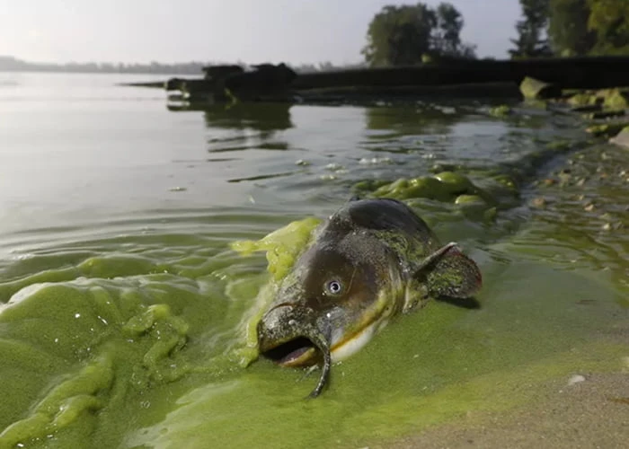 رسوب گذاری خاک در رودخانه و مرگ ماهی ها
