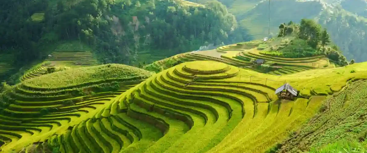 کاشت گیاه در راستای شیب