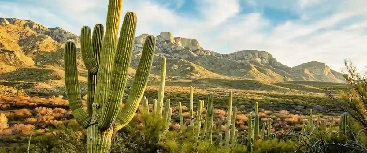 کاشت گیاهان مقاوم به خشکی